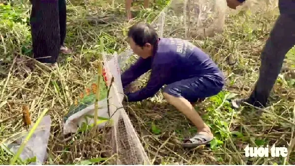 Rủ nhau đi săn chuột đồng vào mùa no lúa miền Tây 2