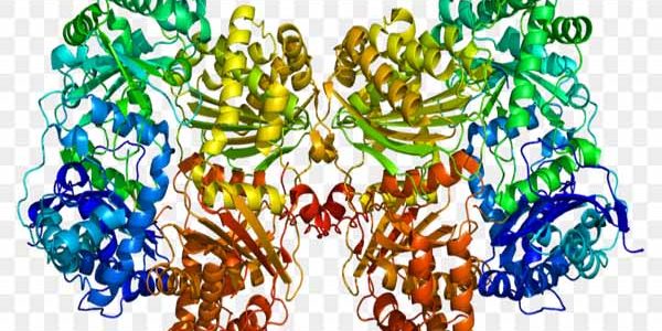 Cơ chế tác dụng của enzyme