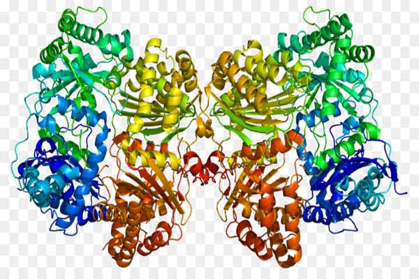 Cơ chế tác dụng của enzyme