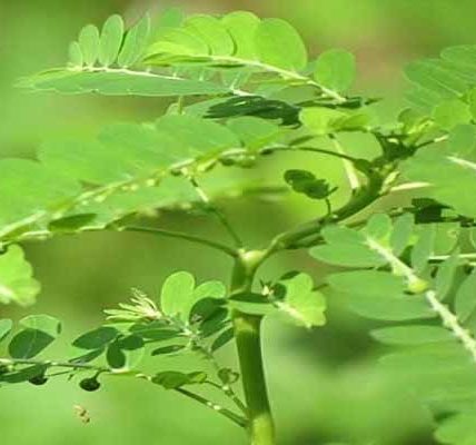 Chi họ diệp hạ châu