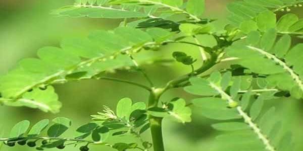 Chi họ diệp hạ châu