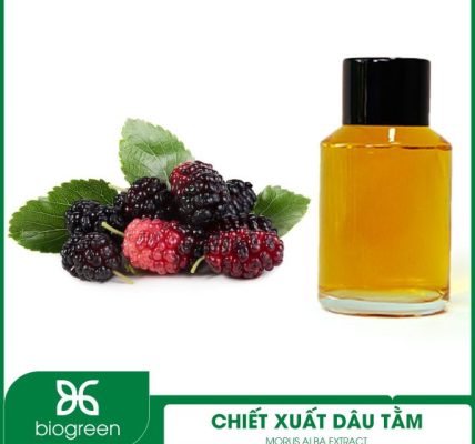 Chiết xuất dâu tằm là gì?