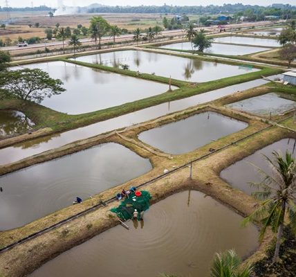 Nuôi trồng thủy sản quảng canh là gì?