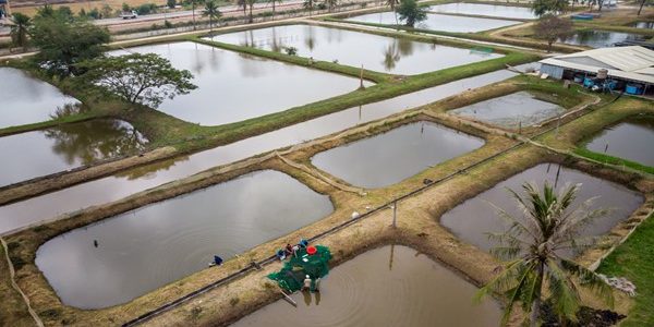 Nuôi trồng thủy sản quảng canh là gì?