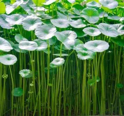 Ăn rau má nhiều có tốt không?