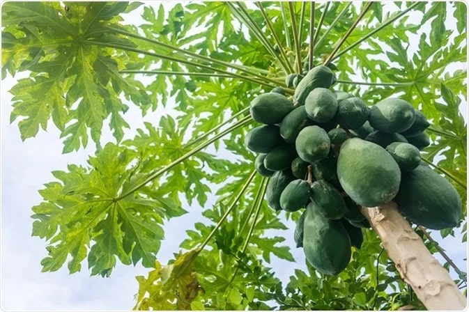 Phương pháp thu nhận enzyme papain từ thiên nhiên thế nào?