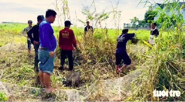 Rủ nhau đi săn chuột đồng vào mùa no lúa miền Tây